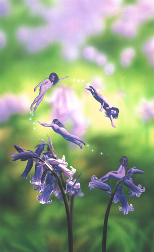 SIGNED! BLUEBELLS by Tim White