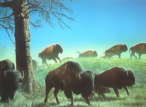 WHERE BUFFALO ROAM by Richard Corben