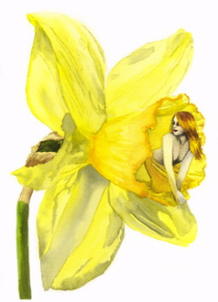 DAFFODIL signed print by Alexandra Dawe