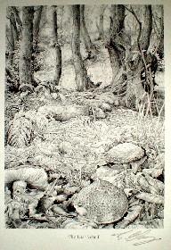 THE LOST WOOD by Ed Org